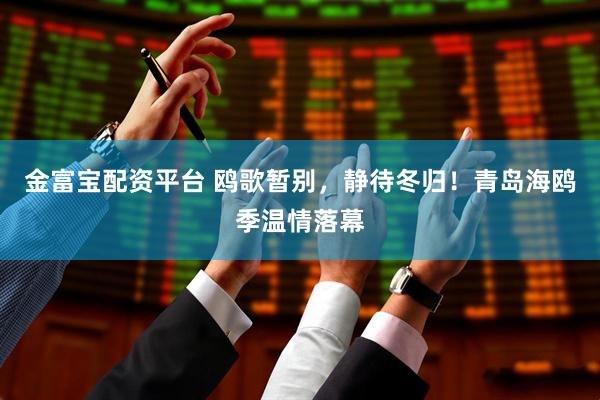 金富宝配资平台 鸥歌暂别，静待冬归！青岛海鸥季温情落幕